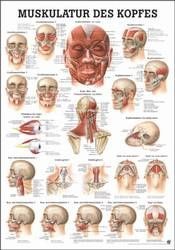 Lehrtafel - Kopfmuskulatur - 24 x 34 cm