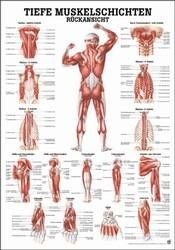 Lehrtafel - Schulter- und Rückenmuskulatur - 24 x 34